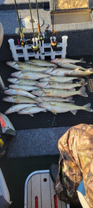 Trout Explore Fishing in Lake Michigan